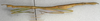 CollectionObject 1557934; 0dda44e7-3402-4941-9b5e-6dcb5c788821: copyright NMW, Vienna. female, lateral view (syntype). (CollectionObject).;CollectionObject 1557935; 46c40c76-7984-44f7-8ed8-d6473c4c25f0: copyright NMW, Vienna. female, lateral view (syntype). (CollectionObject).