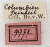 CollectionObject 1532204; NMW 9971, 2a9ef488-dc70-4c77-a916-248b4be88212: labels (holotype). (CollectionObject).