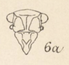 Head: !! display not done !! on Poblicia misella (Stål, 1863): (Observation).