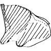 Pygofer, lateral view on Arboridia (Arborifera) sohii Dworakowska, 1980: Pygofer, lateral view. (Observation).
