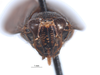 Head on Docalidia krameri Nielson, 1979: (Observation).