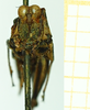 CollectionObject 1585769; 6105cb13-8bb9-4189-9d5f-46507213264b: female, frontal view (syntype). (CollectionObject).