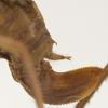 CollectionObject 1582907; 6527a3ed-7d44-4b3e-8a24-0cf5657bf51e: female ovipositor. (CollectionObject).
