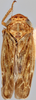 Habitus, dorsal view on Morinda sibirica (Emeljanov, 1962): Holotype. (Observation).