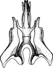 Aedeagus, ventral view: Aedeagus, ventral view. (Observation).