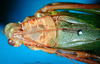 CollectionObject 1500715; ba4daad8-bb80-4c16-b77a-f8aaa6dd5e06: male head and pronotum, dorsal view (syntype). (CollectionObject).