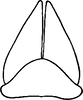 Subgenital plate, ventral view on Aplanus pauperculus (Ball, 1903): Subgenital plate. (Observation).