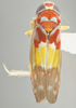 Habitus, dorsal view on Brunerella magnifica Young, 1952: Dorsal. (Observation).