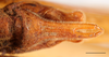 CollectionObject 1585138; 7d6df789-2eac-4852-9238-f8ea3ec94cf2: male, subgenital plate, scale bar: 2 mm, Iba, Zambalesm Philippines. (CollectionObject).