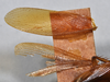 CollectionObject 1553135; 2e9a1ea7-b405-4e40-ae29-1932390f9fd7: copyright NTUC. wings (syntype). (CollectionObject).;CollectionObject 1553136; 466b79e0-966e-4969-a1a2-3a25a138e2a2: copyright NTUC. wings (syntype). (CollectionObject).