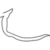 Pygofer, lateral view on Erythroneura rosa Robinson, 1924: Pygofer dorsal process. (Observation).