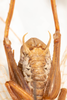 CollectionObject 1531235; e6fad094-bd9a-4131-831a-a5e489ace390: male, ventral view (holotype). (CollectionObject).
