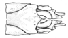 Conometopus cristaticollis Blanchard, 1851: Fig. 10. female abdomen tip, ventral view. (Otu).