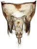 Athysanus argentarius, pygofer, dorsally (INHS). Depicts Pygofer, dorsal view, an Observation.;Athysanus argentarius, pygofer, dorsally (INHS). Depicts Pygofer, dorsal view, an Observation.;Athysanus argentarius, pygofer, dorsally (INHS). Depicts Pygofer, dorsal view, an Observation.