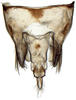 Pygofer, dorsal view: Athysanus argentarius, pygofer, dorsally (INHS). (Observation).