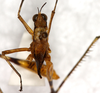 CollectionObject 1544452; c6ecc19d-1302-4482-8c6d-91d7e279ad36: specimen with damaged abdomen, dorsal view (paratype). (CollectionObject).