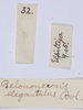 CollectionObject 1535741; 797ea4ef-52f9-4e21-ab91-8a3feaf46758: labels (holotype). (CollectionObject).