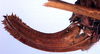 Isophya altaica Bey-Bienko, 1926: female ovipositor (paratype). (Otu).