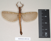 CollectionObject 1561307; 65787e1d-43b2-44c6-9dc1-3cf6b807841b: copyright Natural History Museum, London. male of synonym Presbistus ridleyi (paralectotype). (CollectionObject).