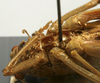CollectionObject 1535086; 3d3bd2b7-b0a3-461b-bc28-38702ad8a9d8: male sternum (holotype). (CollectionObject).