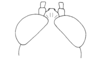 Oedalacris cordobae Descamps & Amédégnato, 1972: Fig. 118. male head, dorsal view. (Otu).