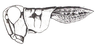Baeacris peniana (Ronderos, 1992): Fig. 11. male, head and pronotum, lateral view. (Otu).
