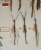 CollectionObject 1557146; 1a814f6e-df9a-4291-8c94-a4daece8f337: copyright St. Petersburg. 3 males (syntypes). (CollectionObject).