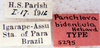 Panchlora bidentula Hebard, 1916: Photo by Heidi Hopkins. labels. (Otu).