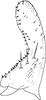 Subgenital plate, ventral view on Arboridia (Arboridia) cuihuashana Song & Li, 2013: (Observation).
