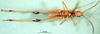 CollectionObject 1581347; 559ccb49-7a1c-4487-a31b-201b0ab208ec: male, ventral view (paratype). (CollectionObject).