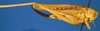 CollectionObject 1500532; 46fa0c63-8ae2-4ccc-b25c-f2f177273b66: female, lateral view (syntype). (CollectionObject).