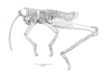 Brakeracris varablancensis Rowell, 1995: Fig. 4A. male habitus. (Otu).