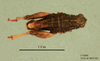 Nocaracris citripes flavitarsis: Nocaracris citripes (Uvarov, 1949): male, dorsal view (holotype). (Otu).