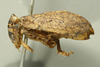 Habitus, lateral view: (Observation).