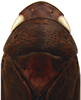 Head on Coarctana oricula Domahovski & Cavichioli, 2023: Male holotype [DZUP]: head, pronotum and mesonotum, dorsal view. (Observation).