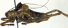 CollectionObject 1500669; 3ec4d809-7280-451a-8a37-0659dbb3d1d6: male, lateral view (holotype of Poecilimon paramonovi). (CollectionObject).
