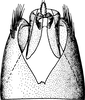 Pygofer, dorsal view: !! display not done !! on Paraphlepsius (Paraphlepsius) planus (Sanders & DeLong, 1922): Pygofer, dorsal view. (Observation).