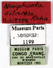CollectionObject 1587249; MNHN(SF IMPORT DUPLICATE) MNHN-EP-EP1199, 9ef156ed-250e-42a3-bbc4-a4110f10833a: CC BY-NC-ND 4.0/MNHN - Depraetere Marion - 2014. Holotype, male, of silacea Rehn, 1937. Specimen number: MNHN-EP-EP1199. http://coldb.mnhn.fr/catalognumber/mnhn/ep/ep1199. (CollectionObject).