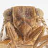Head on Dictyssa monroviana Doering, 1938: (Observation).