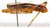 CollectionObject 1499273; 44a4a234-c4a8-4b43-b358-54a2ec224aa6: male, lateral view (holotype). (CollectionObject).