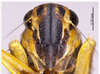 Head on Evacanthus (Nufrieva) fanjinganus Li & Wang, 1992 now Evacanthus (Nufrieva) ogumae Matsumura, 1911: (Observation).