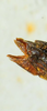 CollectionObject 1526831; ba5055e5-ad07-4767-82f5-fff6f40a7b42: female abdomen tip, lateral view (paratype). (CollectionObject).