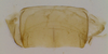 Sternite VIII (male) on Carapona vulta (DeLong & Freytag, 1975): Male [DZRJ]: sternite VIII, ventral view. (Observation).