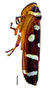 Habitus, lateral view on Amblyscartidia albofasciata (Walker, 1851): Specimen from Parque Nacional do Itatiaia, Southeastern Brazil, by C. M. F. Silva 2014. (Observation).
