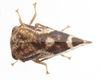 Live specimen: !! display not done !! on Vanduzea laeta Goding, 1893: (Observation).