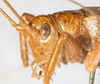 CollectionObject 1531188; 50b062db-a865-4c00-ae02-37d0a1f89f8b: female head and pronotum, lateral view (holotype of Gryllacris haitensis). (CollectionObject).