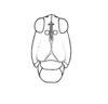 Thymochares galeatus Rehn, 1930: Plate 17, Fig. 2 (after type). female face. (Otu).