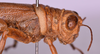CollectionObject 1572184; ea01757e-86b9-496b-a56f-b6d20e33cdf8: male, head and pronotum in lateral view (holotype). (CollectionObject).