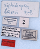 CollectionObject 1575457; 0dfa52dd-c8eb-402a-ab21-794afb27ed17: labels (paratype). (CollectionObject).