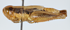 CollectionObject 1519697; 82685eca-72e0-499c-9757-ea18456710e7: female, lateral view (holotype). (CollectionObject).